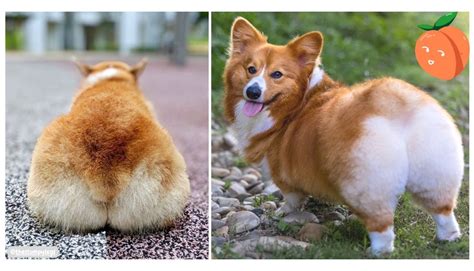 Our signature Corgi’s butt...